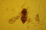 Fossil Scale Insect (Coccoidea) in Baltic Amber #159828-1